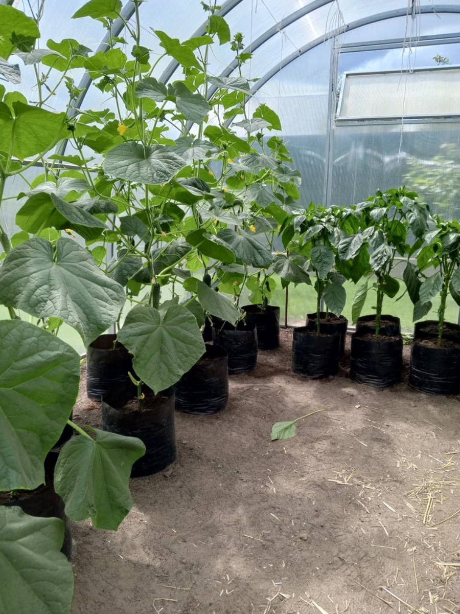 Пакеты 24 литров в использовании